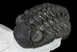 Adrisiops Weugi Trilobite - Recently Described Phacopid #115233-3